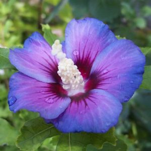 čaj od hibiskusa