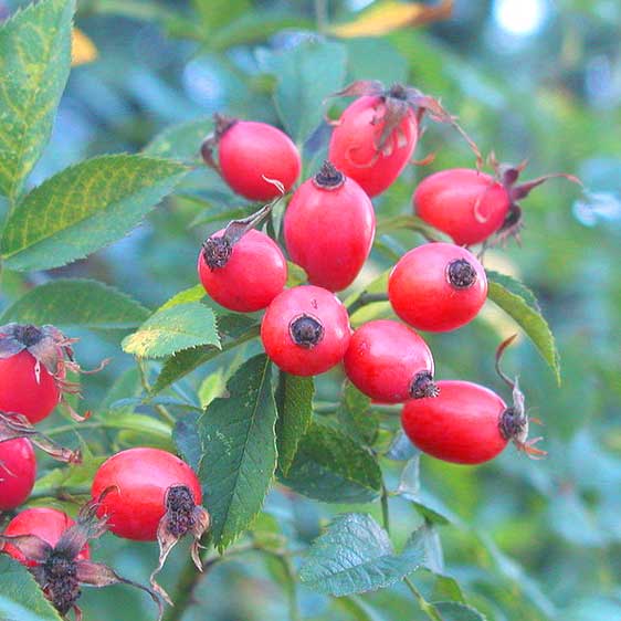 Čaj od divlje ruže