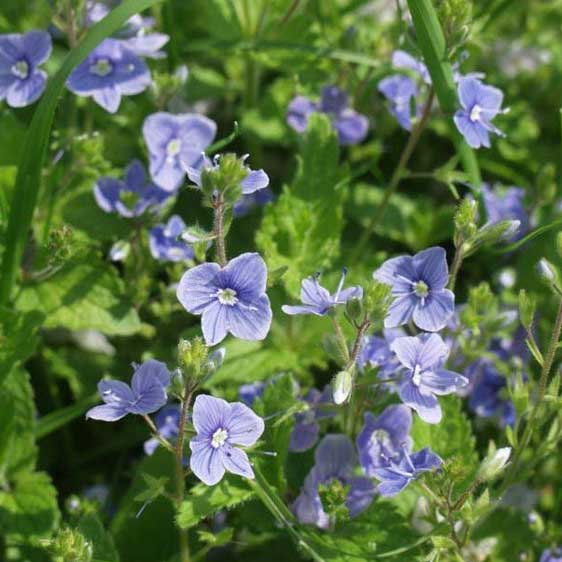 Veronika pročišćava krv